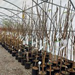 Figovník jedlý (Ficus Carica) ´MADELEINE DES DEUX SAISONS®´ - výška 200-220 cm, obvod kmeňa 6/8 cm, kont. C10L (-15°C)